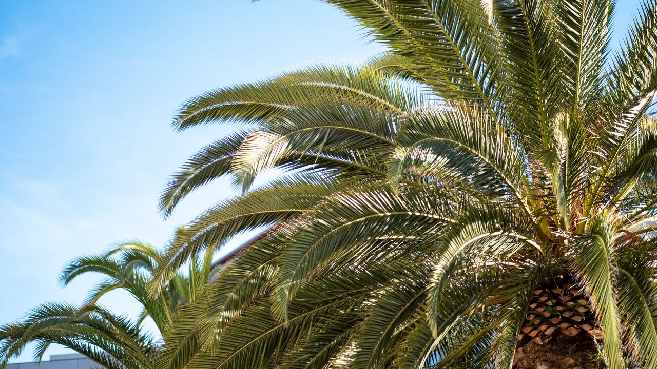 Wallpaper palm tree, leaves, tropics, nature