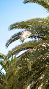 Preview wallpaper palm tree, leaves, tropics, nature