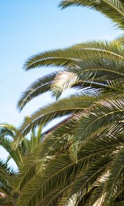 Preview wallpaper palm tree, leaves, tropics, nature