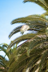 Preview wallpaper palm tree, leaves, tropics, nature