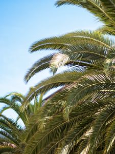 Preview wallpaper palm tree, leaves, tropics, nature