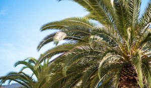 Preview wallpaper palm tree, leaves, tropics, nature