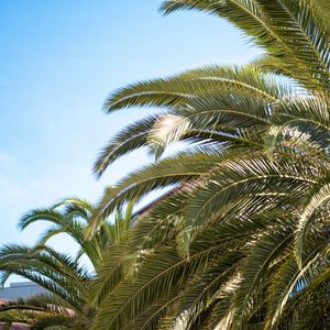 Preview wallpaper palm tree, leaves, tropics, nature