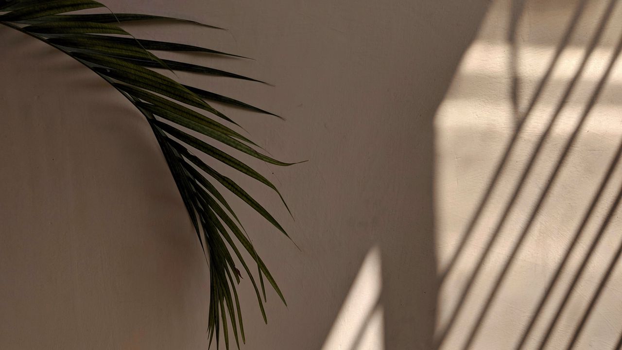 Wallpaper palm tree, leaves, wall, minimalism, aesthetics