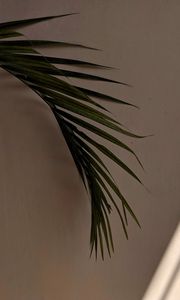 Preview wallpaper palm tree, leaves, wall, minimalism, aesthetics