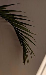 Preview wallpaper palm tree, leaves, wall, minimalism, aesthetics