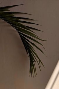 Preview wallpaper palm tree, leaves, wall, minimalism, aesthetics