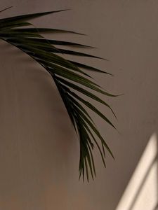 Preview wallpaper palm tree, leaves, wall, minimalism, aesthetics