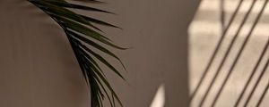 Preview wallpaper palm tree, leaves, wall, minimalism, aesthetics