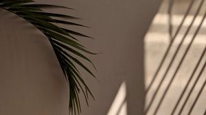 Preview wallpaper palm tree, leaves, wall, minimalism, aesthetics