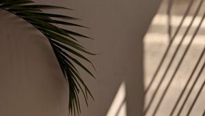 Preview wallpaper palm tree, leaves, wall, minimalism, aesthetics