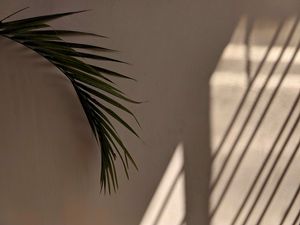 Preview wallpaper palm tree, leaves, wall, minimalism, aesthetics