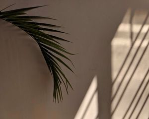 Preview wallpaper palm tree, leaves, wall, minimalism, aesthetics