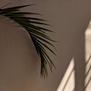 Preview wallpaper palm tree, leaves, wall, minimalism, aesthetics