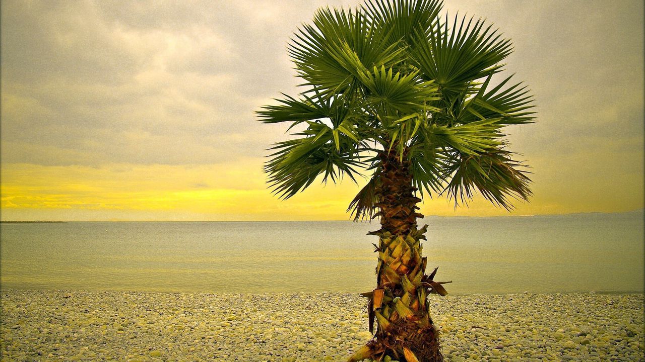 Wallpaper palm tree, lonely, coast, beach, pebble