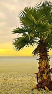 Preview wallpaper palm tree, lonely, coast, beach, pebble