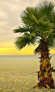 Preview wallpaper palm tree, lonely, coast, beach, pebble