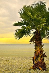 Preview wallpaper palm tree, lonely, coast, beach, pebble