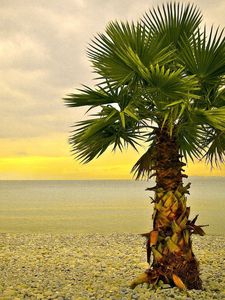 Preview wallpaper palm tree, lonely, coast, beach, pebble