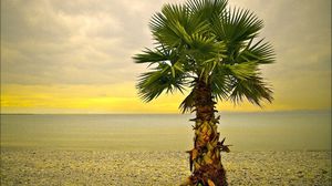 Preview wallpaper palm tree, lonely, coast, beach, pebble