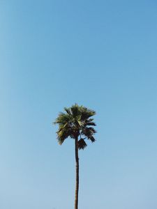 Preview wallpaper palm, tree, minimalism