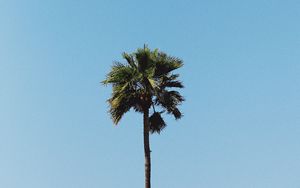 Preview wallpaper palm, tree, minimalism