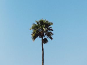 Preview wallpaper palm, tree, minimalism