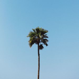 Preview wallpaper palm, tree, minimalism