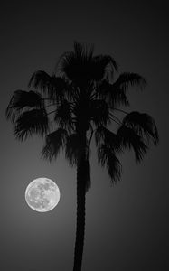 Preview wallpaper palm tree, moon, night, silhouette, dark