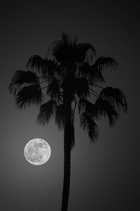 Preview wallpaper palm tree, moon, night, silhouette, dark