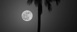 Preview wallpaper palm tree, moon, night, silhouette, dark