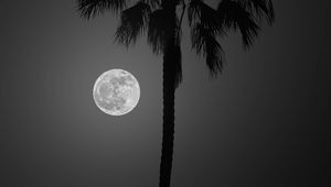 Preview wallpaper palm tree, moon, night, silhouette, dark