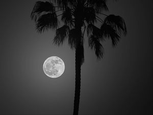 Preview wallpaper palm tree, moon, night, silhouette, dark