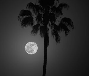 Preview wallpaper palm tree, moon, night, silhouette, dark