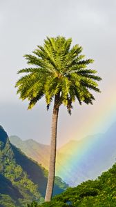 Preview wallpaper palm tree, mountains, rainbow, landscape