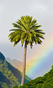 Preview wallpaper palm tree, mountains, rainbow, landscape