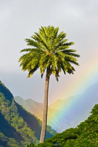 Preview wallpaper palm tree, mountains, rainbow, landscape