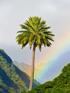 Preview wallpaper palm tree, mountains, rainbow, landscape