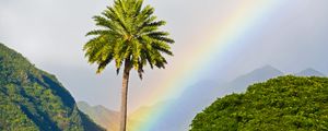 Preview wallpaper palm tree, mountains, rainbow, landscape