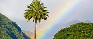 Preview wallpaper palm tree, mountains, rainbow, landscape