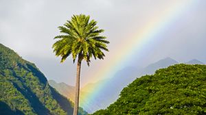 Preview wallpaper palm tree, mountains, rainbow, landscape