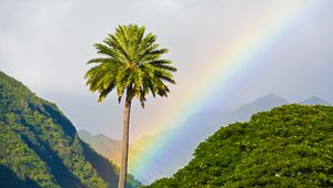 Preview wallpaper palm tree, mountains, rainbow, landscape