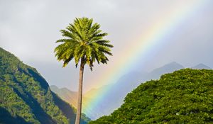 Preview wallpaper palm tree, mountains, rainbow, landscape