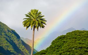 Preview wallpaper palm tree, mountains, rainbow, landscape