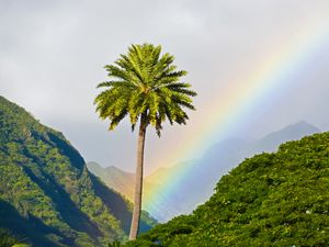 Preview wallpaper palm tree, mountains, rainbow, landscape