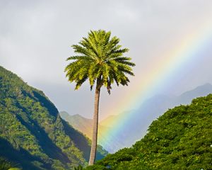 Preview wallpaper palm tree, mountains, rainbow, landscape