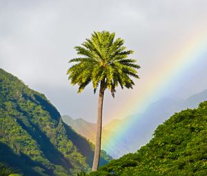 Preview wallpaper palm tree, mountains, rainbow, landscape