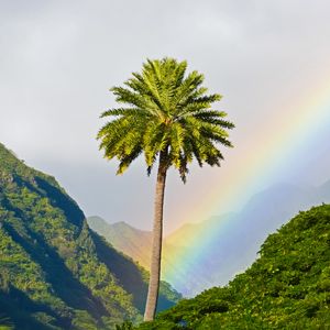 Preview wallpaper palm tree, mountains, rainbow, landscape