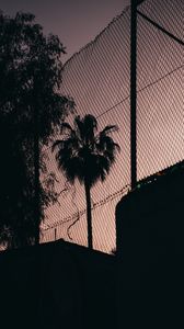 Preview wallpaper palm tree, night, net, fence, darkness