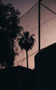 Preview wallpaper palm tree, night, net, fence, darkness